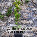 HEDERA colchica 'Sulphur Heart' 