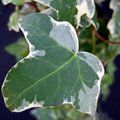Small image of HEDERA