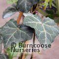 HEDERA helix 'Hibernica' 