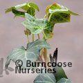 HEDERA helix 'Hibernica' 