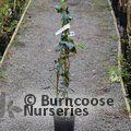 HEDERA helix 'Hibernica' 