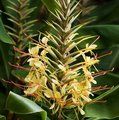 Small image of HEDYCHIUM