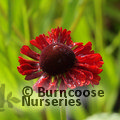 HELENIUM 'Ruby Tuesday'  