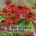 HELENIUM autumnale 'Siesta' 