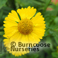 HELENIUM autumnale 'Sombrero' 