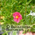 HELIANTHEMUM 'Ben Hope'  