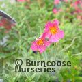 HELIANTHEMUM 'Ben Hope'  