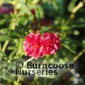 HELIANTHEMUM 'Cerise Queen'  