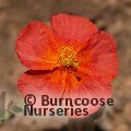 HELIANTHEMUM 'Fire Dragon'  