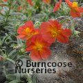 HELIANTHEMUM 'Fire Dragon'  