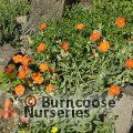 HELIANTHEMUM 'Fire Dragon'  