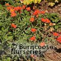 HELIANTHEMUM 'Fire Dragon'  