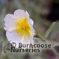 HELIANTHEMUM   