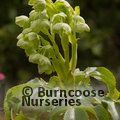 HELLEBORUS argutifolius  