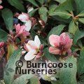 HELLEBORUS 'Emma'  