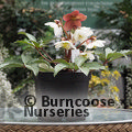 HELLEBORUS 'Emma'  