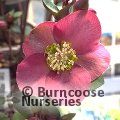 HELLEBORUS orientalis 'Pink Lady' 
