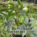 HELLEBORUS x sahinii 'Winterbells' 