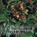 HELLEBORUS x sternii  
