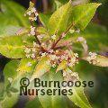 HELWINGIA chinensis  