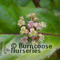 HELWINGIA chinensis  