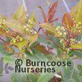 HELWINGIA chinensis  