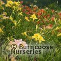 HEMEROCALLIS   