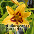 HEMEROCALLIS 'Bonanza'  