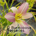 HEMEROCALLIS 'Catherine Woodbery'  