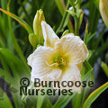 HEMEROCALLIS 'Gentle Shepherd'  