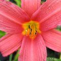 HEMEROCALLIS 'Pink Damask'  