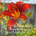 HEMEROCALLIS 'Sammy Russell'  