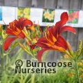 HEMEROCALLIS 'Sammy Russell'  