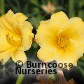 HEMEROCALLIS 'Stella de Oro'  