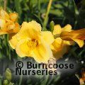 HEMEROCALLIS 'Stella de Oro'  