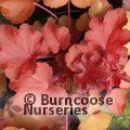 HEUCHERA 'Blondie'  