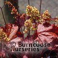 HEUCHERA 'Blondie'  