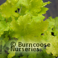 HEUCHERA 'Lime Marmalade'  