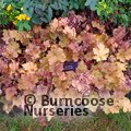 HEUCHERA 'Marmalade'  