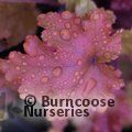 HEUCHERA 'Marmalade'  