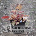 HEUCHERA 'Marmalade'  