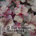 HEUCHERA 'Obsidian'  