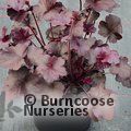 HEUCHERA 'Obsidian'  