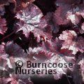 HEUCHERA 'Plum Pudding'  