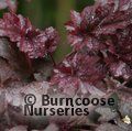HEUCHERA 'Plum Pudding'  