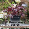 HEUCHERA 'Plum Pudding'  