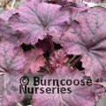 HEUCHERA 'Wild Rose'  