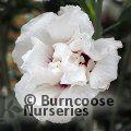 HIBISCUS syriacus 'China Chiffon' 