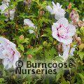 HIBISCUS syriacus 'China Chiffon' 