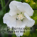 HIBISCUS syriacus 'Diana' 